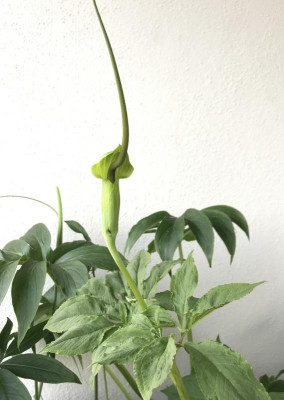Arisaema tortuosum 07-2017.jpg