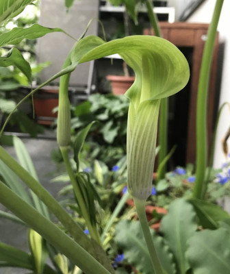 Arisaema consanguineum 07-2017.jpg