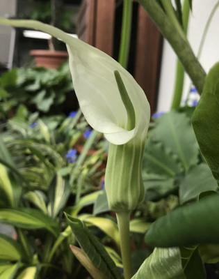 Arisaema candidissimum weiss 07-2017.jpg