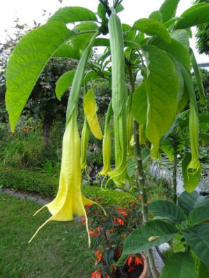 Amarillo Paja.JPG