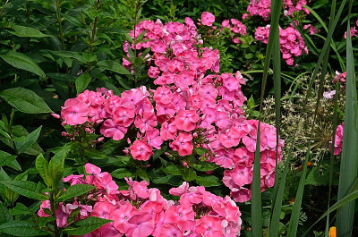 DSC_9294-Phlox-früh_015.JPG