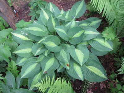 Hosta 'Striptease'_5255.jpg