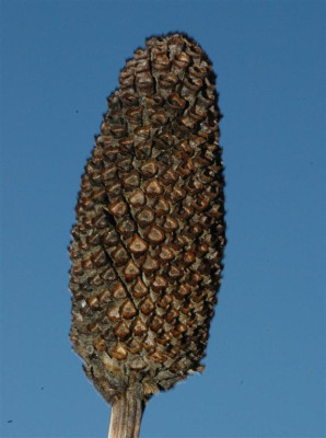A1386a_Large.JPG