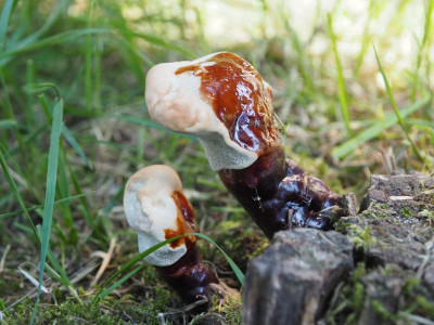 Glänzende Lackporling Ganoderma lucidum P8050078.JPG