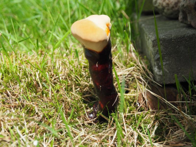 Glänzende Lackporling Ganoderma lucidum P8080084.JPG