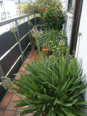 Blüten 2017 013.JPG