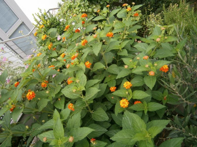 Blüten 2017 026.JPG