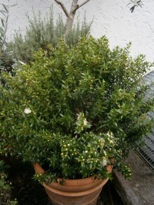 Blüten 2017 023.JPG