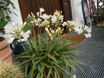 Blüten 2017 019.JPG