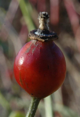 A1426a_Large.JPG