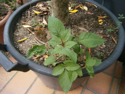 Blüten 2017 029.JPG