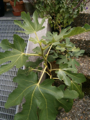 Blüten 2017 028.JPG