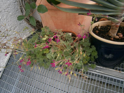 Blüten 2017 021.JPG