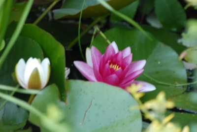 DSC_4387.JPG