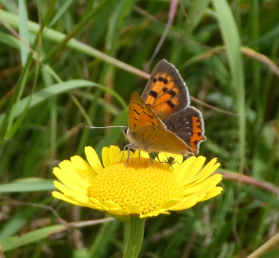 Lycaena virgaurea w 170702.jpg