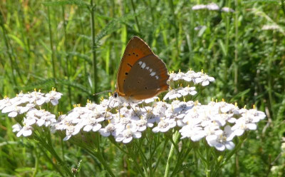 Lycaena virgaurea w 2 170702.jpg