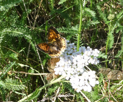 Lycaena virgaurea w 1 170708.jpg