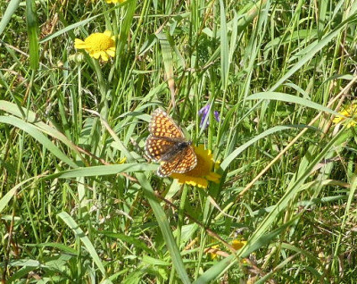 Würfelfalter 2 170707.jpg