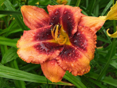 2017_0710Hemerocallis30022.jpg