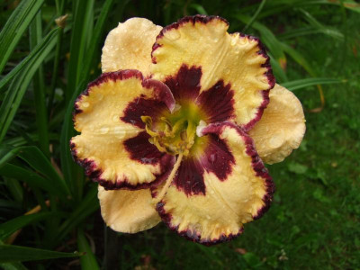 2017_0710Hemerocallis30026.jpg