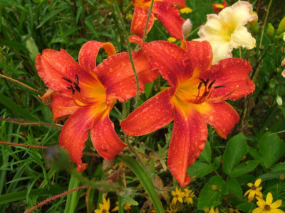 2017_0710Hemerocallis30030.jpg
