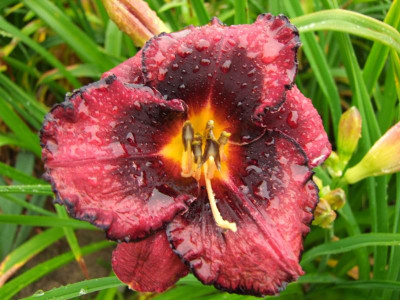 2017_0710Hemerocallis30052.JPG
