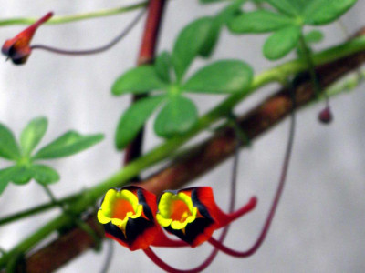 Tropaeolum_tricolor_2007-01-14.JPG