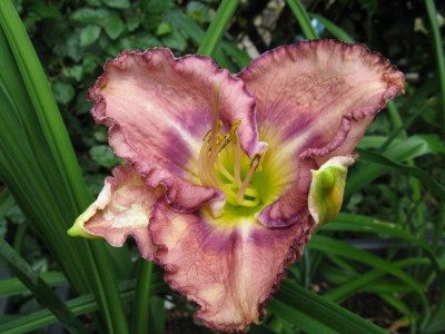 palace garden beauty_1067x800.JPG