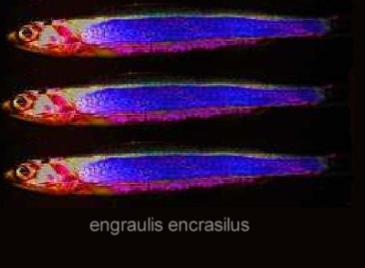 engraulis_encrasilus.jpg