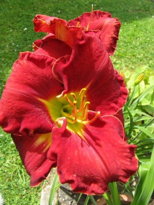 red grace_600x800.JPG