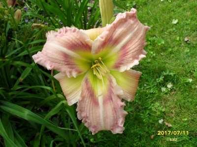 Smlg rosa rueschig 2017.jpg