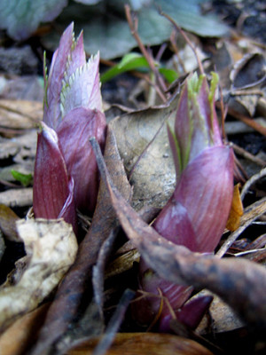 6364_helleborus_tibet.jpg