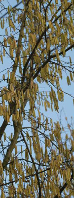 Corylus_avellana-Blute1-hoch-314-klein.jpg