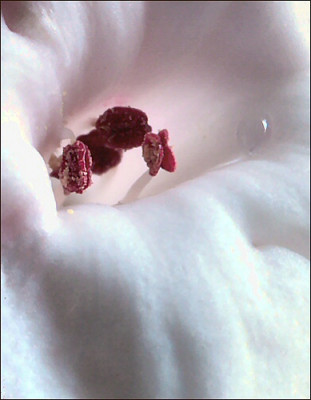 Viburnum_im_Janner.jpg