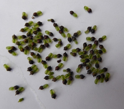 Chloranthus sessilifolius Samen ...   11.7.17 002.jpg