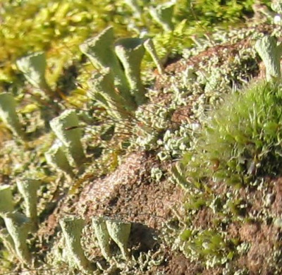 Flechten_und_Moose_20070114_02.jpg