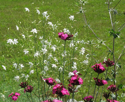 IMG_0519_Anthericum_ramosum_9Juli2017_.jpg