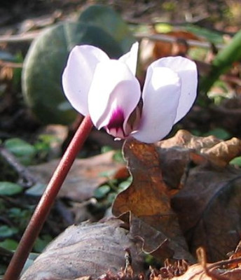 Cyclamen_coum_20070114.jpg