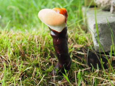 Glänzender Lackporling Ganoderma lucidum P8100002.JPG