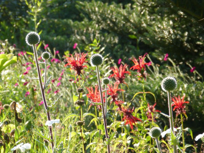 2017-07-09 Gartenimpressionen 15.jpg