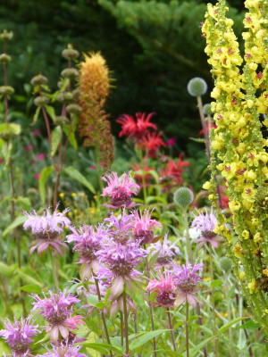 2017-07-09 Monarda.jpg