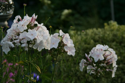 Phlox3317.JPG