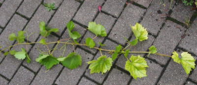 Chlorosebehandlung vitis.jpg