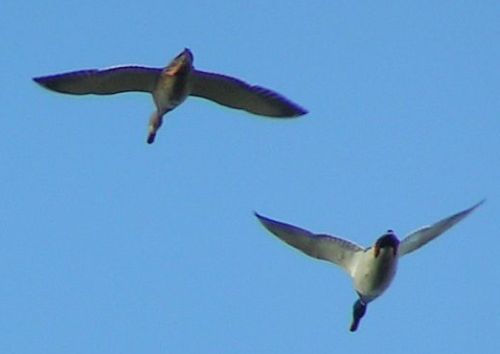 AnasPlatyrhynchos-Stockente15.jpg