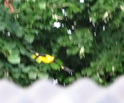 vogel01.jpg