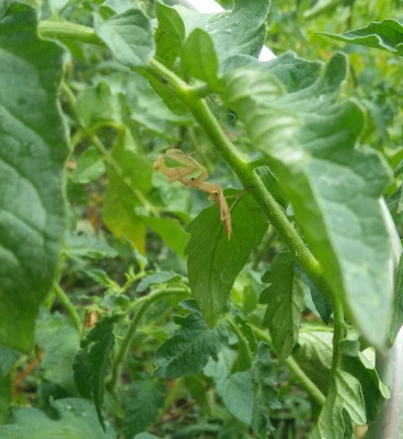 Mantis_101717.jpg