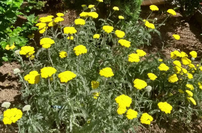 Achillea_coarctata.jpg