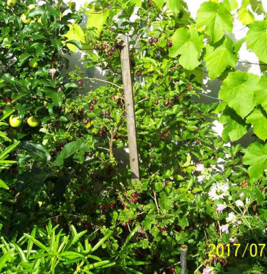 100_7236 Hinnonmäki rot.jpg