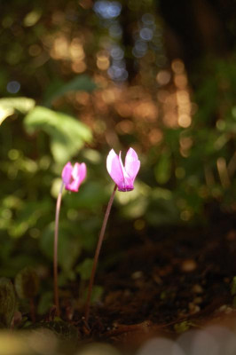 DSC_0247.JPG