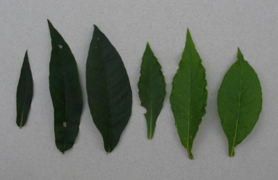 GSM Vergleich paniculata amplifolia.JPG